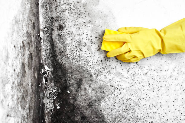 Best Mold Remediation Experts  in North Lima, OH