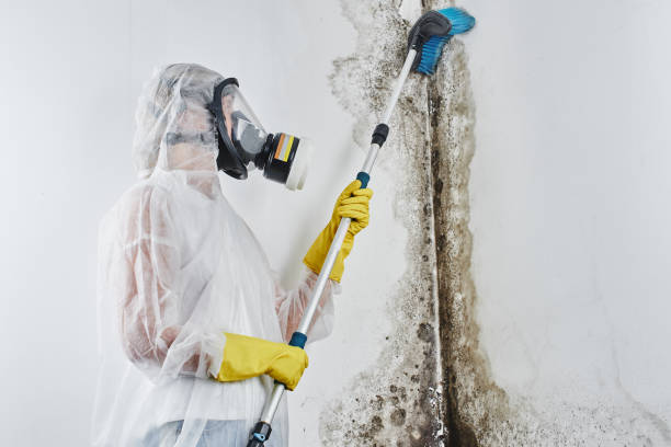 Best Home Mold Removal  in North Lima, OH