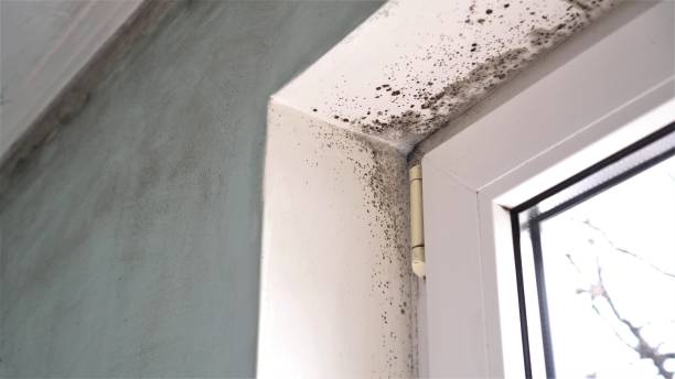 Best Mold Testing  in North Lima, OH