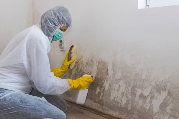 Home Mold Removal in North Lima, OH