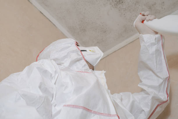 Best Mold Removal Specialists  in North Lima, OH