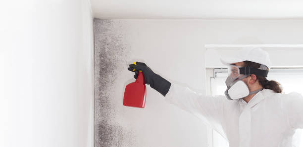 Best Attic Mold Removal  in North Lima, OH