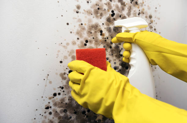 Professional Mold Removal in North Lima, OH