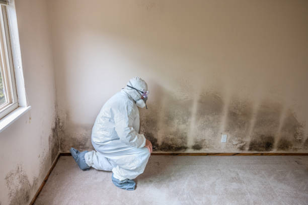 Best Mold Testing and Removal  in North Lima, OH