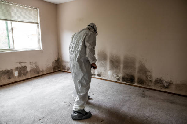Trusted North Lima, OH Mold Removal Experts