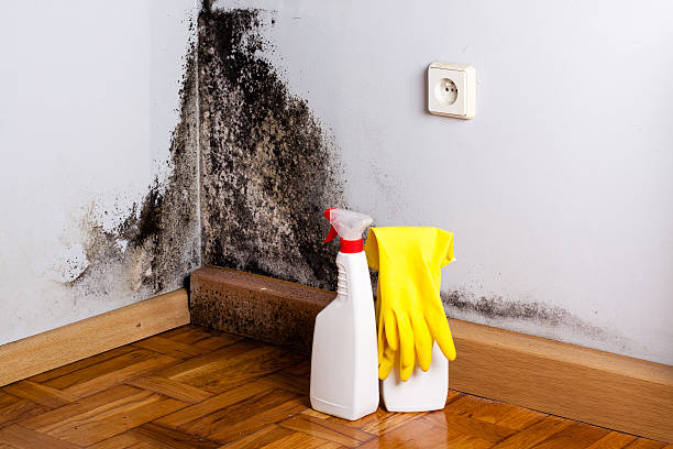 Best Emergency Mold Removal  in North Lima, OH