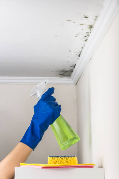 Best Toxic Mold Removal  in North Lima, OH